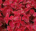 Coleus Seeds - 40 Pack - Wizard Velvet Red - Solenostemon scutellarioides Indoor Garden Plant Seeds