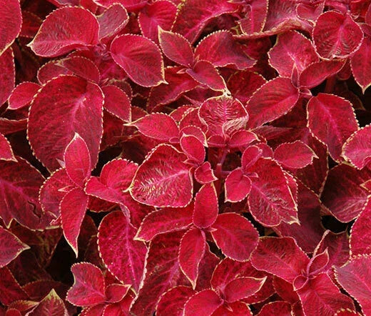 Coleus Seeds - 40 Pack - Wizard Velvet Red - Solenostemon scutellarioides Indoor Garden Plant Seeds