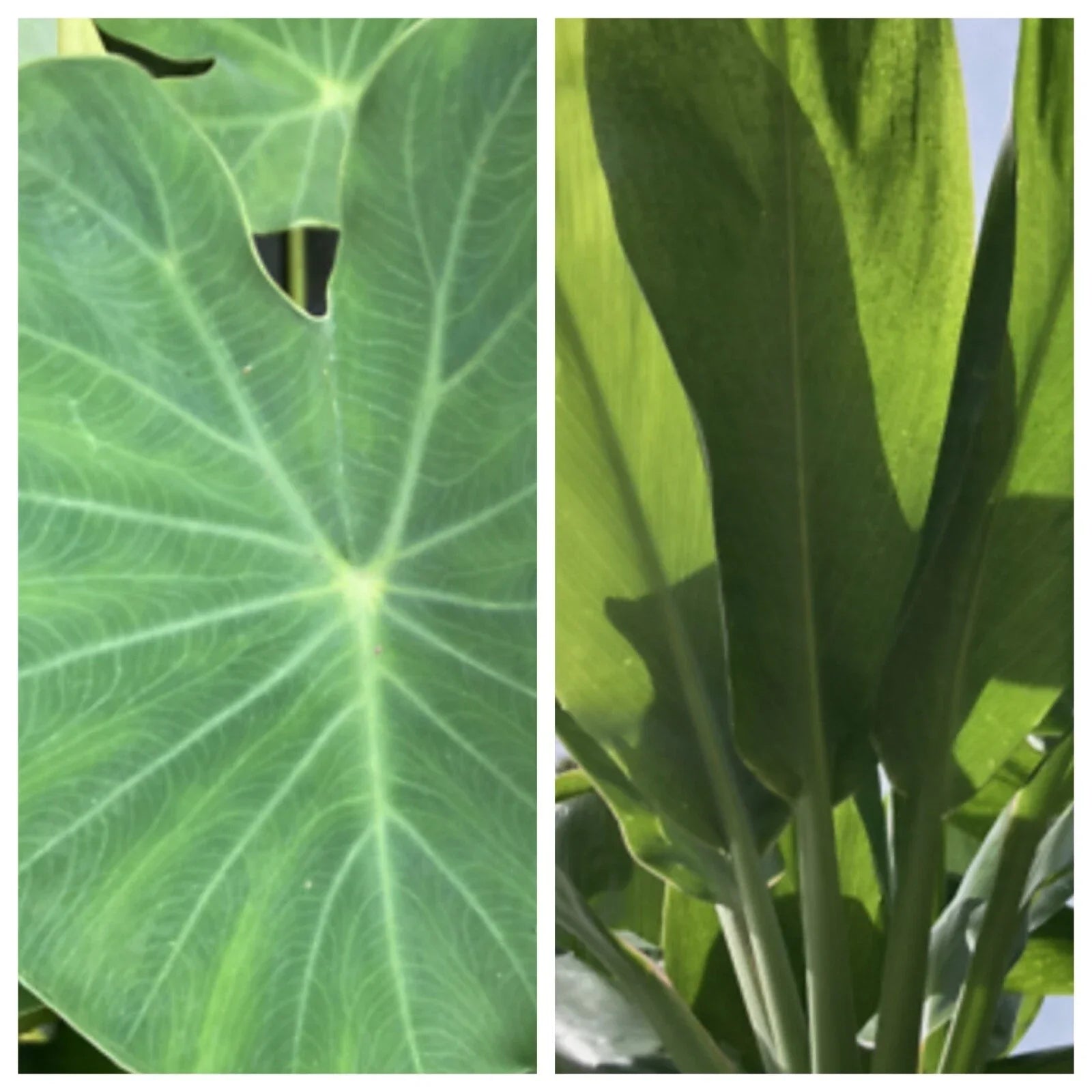 Taro and Ti Plant Box Set - 4" Potted Colocasia esculenta & Cordyline fruticosa - Hawaiian Tropical Plants for Garden or Indoor Decor