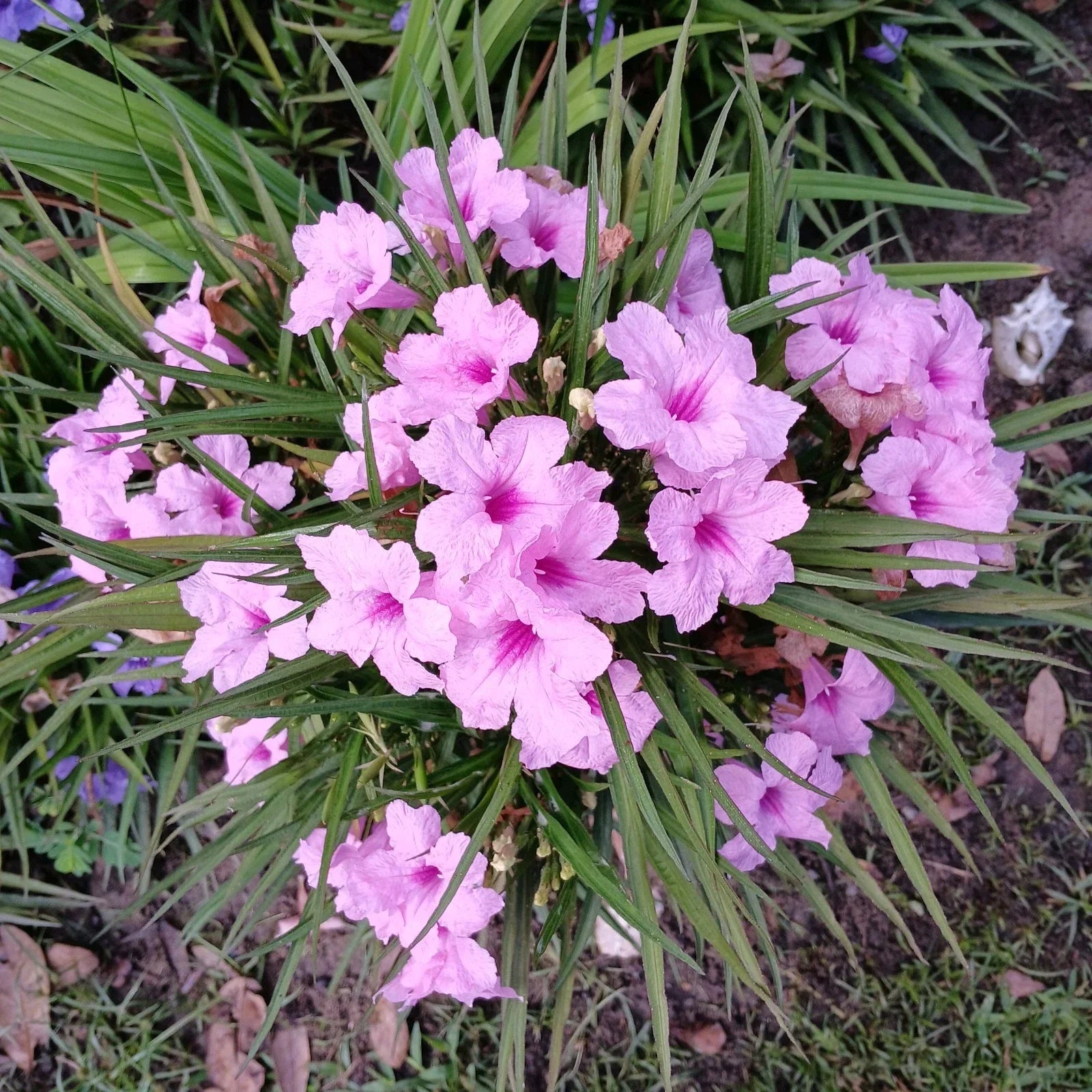 Dwarf Pink Mexican Petunia Plants Bare Root | Ruellia simplex Blooming Size | Pink Flowers, Butterfly & Hummingbird Attracting