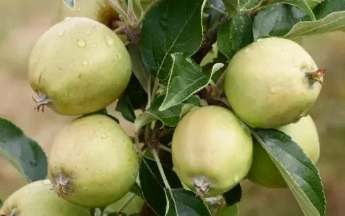 Michelin Apple Seeds Pack – 25+ Non-GMO Malus domestica for Home Gardening, Fruit Cultivation, Backyard Orchard