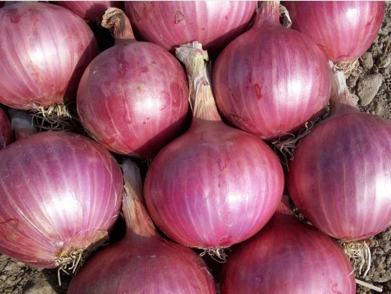 Red Burgundy Onion Seeds - Heirloom Non-GMO Vegetable Seeds for Garden, Allium cepa, 200+ Pack