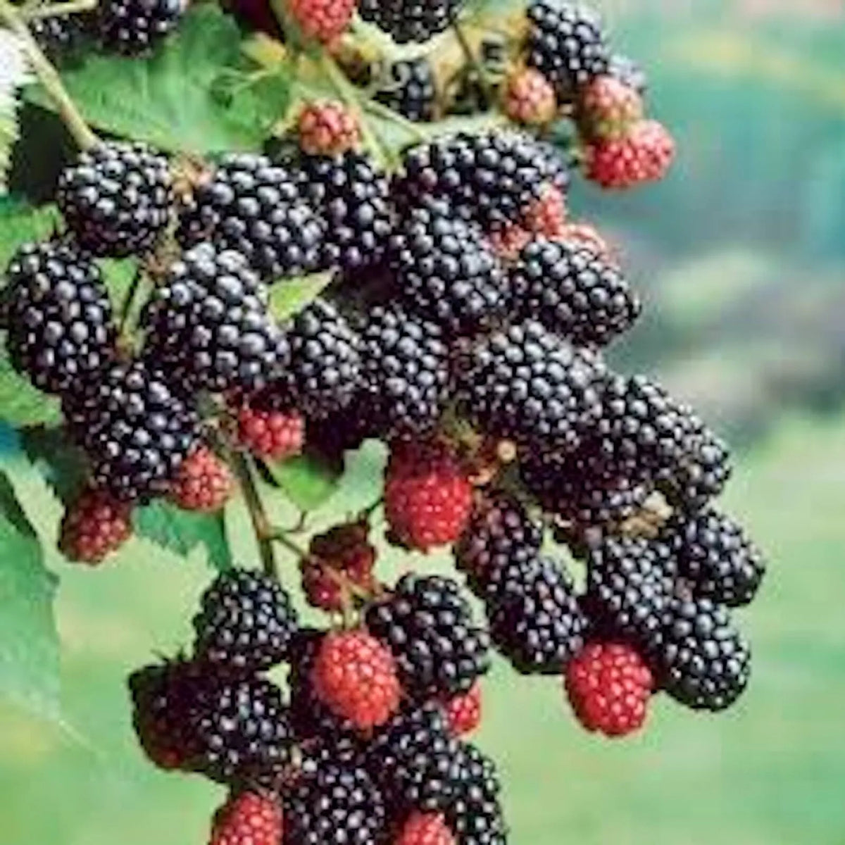 Prime-Ark 45 Blackberry Plant - Floricane Edible Fruit, Bare Root, High Antioxidant, Easy Care, Home Garden, Rubus spp.