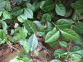 Wintercreeper Euonymus Plants - 6 Starter Perennial Evergreen Ground Cover - Euonymus fortunei