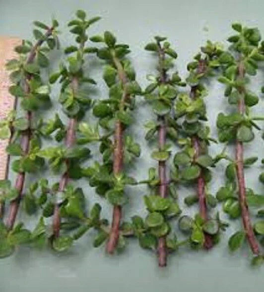 Dwarf Jade Cuttings 11 Pack - Elephant Bush Portulacaria Afra Succulent