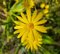 Godfrey's Golden Aster Seeds | 25 Pack | Florida Native Wildflower | Chrysopsis Godfreyi | Bright Yellow Blooms for Pollinators