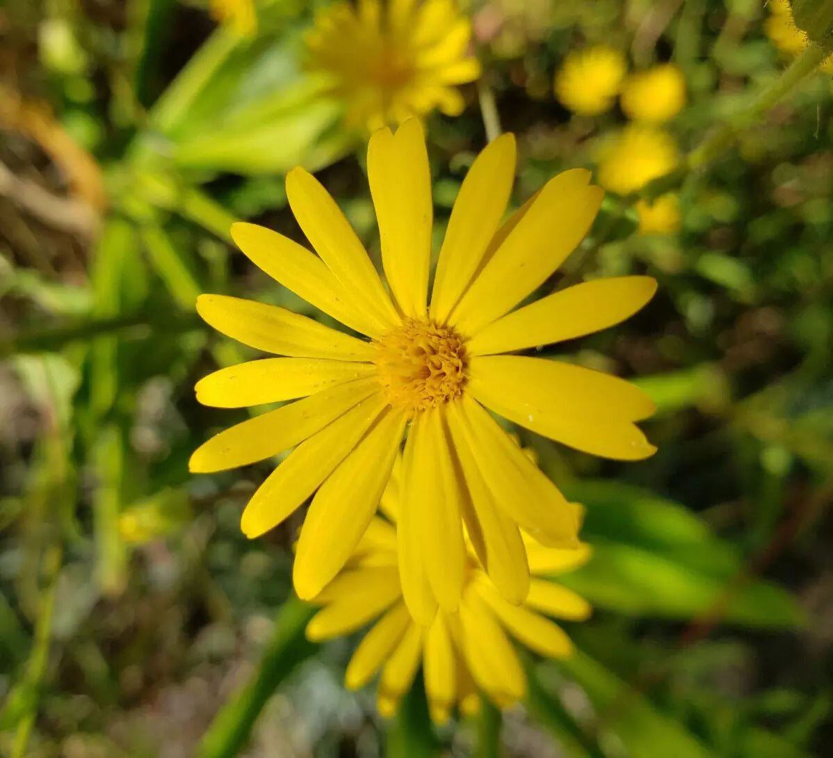Godfrey's Golden Aster Seeds | 25 Pack | Florida Native Wildflower | Chrysopsis Godfreyi | Bright Yellow Blooms for Pollinators