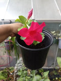 Mandevilla Plant in Gallon Pot - Tourmaline Fuchsia Climbing Vine with Red Flowers for Garden or Patio