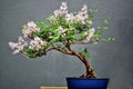 White Lilac Bonsai Tree Seeds - Syringa vulgaris - 30 Pack for Indoor & Outdoor Cultivation