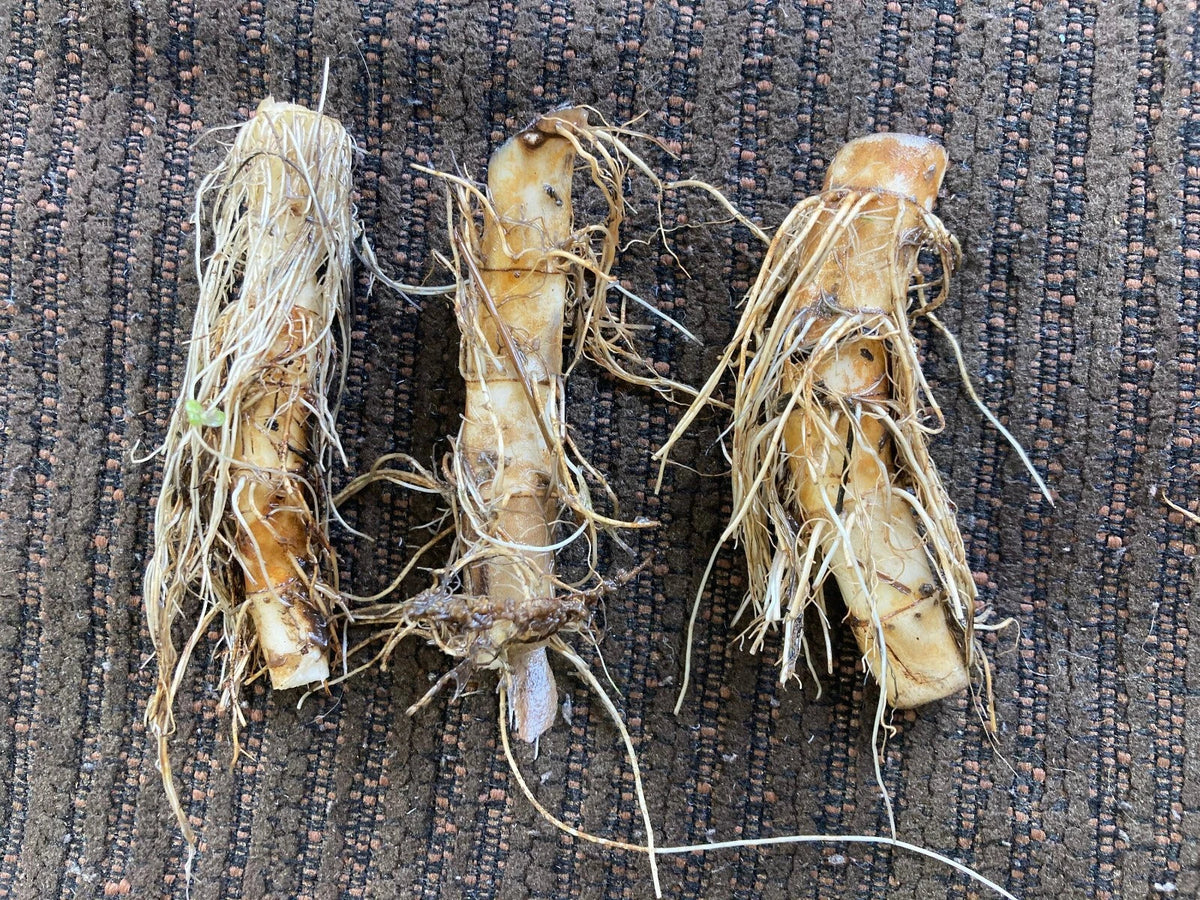 Lizard's Tail Plant Tubers & Live Plant Set – Saururus cernuus White Bloom Perennial Aquatic Groundcover