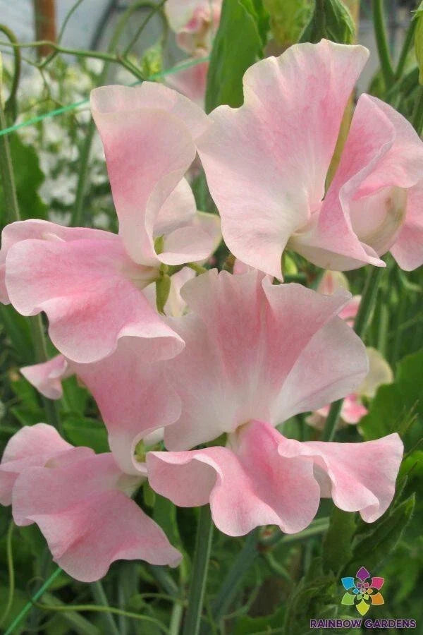 John Gray Sweet Pea Seeds - 50 Pack, Fragrant Climbing Flower, Lathyrus odoratus, Garden Planting, Full Sun, USA Free Shipping