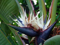 Giant White Bird of Paradise Plant, Rooted 10-12 Inch Strelitzia Nicholai Indoor Tropical Plant