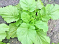 Florida Broadleaf Mustard Greens Seeds - Organic Brassica juncea for Spring & Fall Gardens, Containers, 600+ Seeds