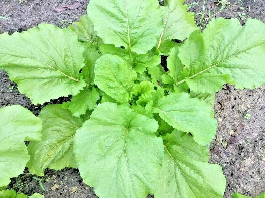 Florida Broadleaf Mustard Greens Seeds - Organic Brassica juncea for Spring & Fall Gardens, Containers, 600+ Seeds