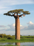 Baobab Seeds 7 Pack - Adansonia digitata Tree of Life Rare Bonsai Plant Seeds