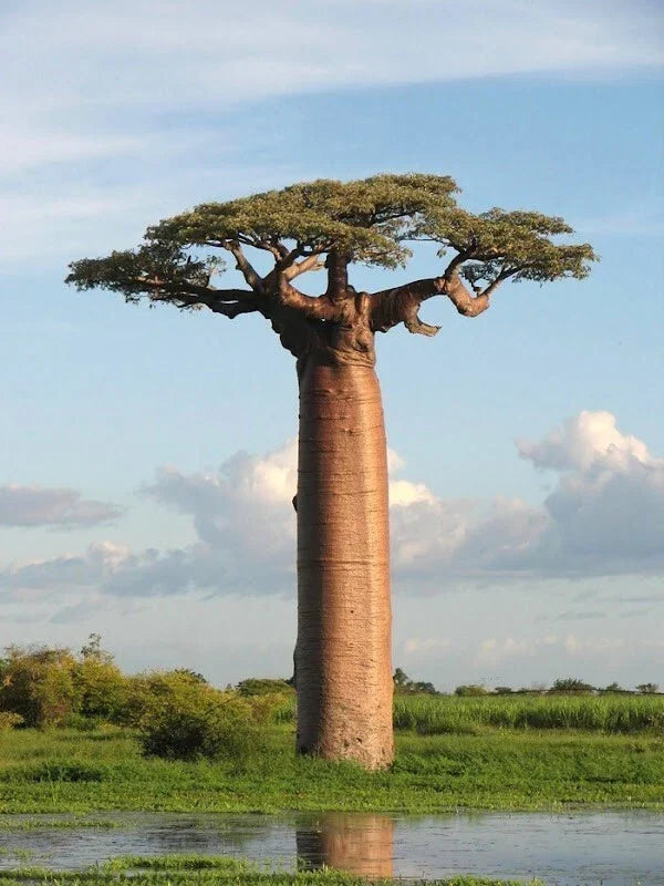 Baobab Seeds 7 Pack - Adansonia digitata Tree of Life Rare Bonsai Plant Seeds