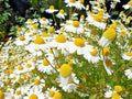 Organic Chamomile Flower Seeds - Common German Variety for Herb Tea Garden - Easy to Grow in Containers - Matricaria chamomilla