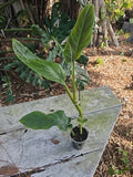 Philodendron Subhastatum Plant 20" Indoor Houseplant in 3" Pot, Tropical Green Foliage