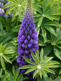 Russell Purple Lupine Seeds - Perennial Garden Planting - Lupinus polyphyllus - Vibrant Purple Flowers for Borders & Pollinators