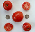 Manitoba Very Early Vegetable Seeds – 25 Fresh Heirloom Seeds for Home Garden, Short Growing Season, High Yield, Non-GMO