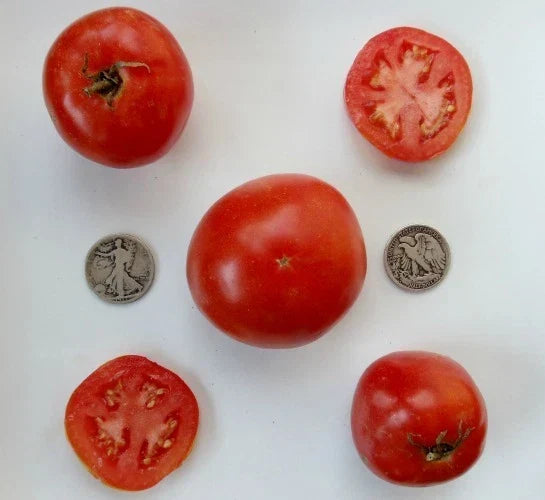 Manitoba Very Early Vegetable Seeds – 25 Fresh Heirloom Seeds for Home Garden, Short Growing Season, High Yield, Non-GMO