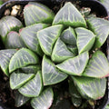 Haworthia Mutica Succulent Potted Plant - 2" Diameter, Rare Indoor Green Foliage, Low Maintenance