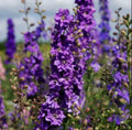 Rocket Larkspur Seeds - Lilac Delphinium Ajacis for Cut Flowers & Pollinators - Non-GMO, 500 Seeds