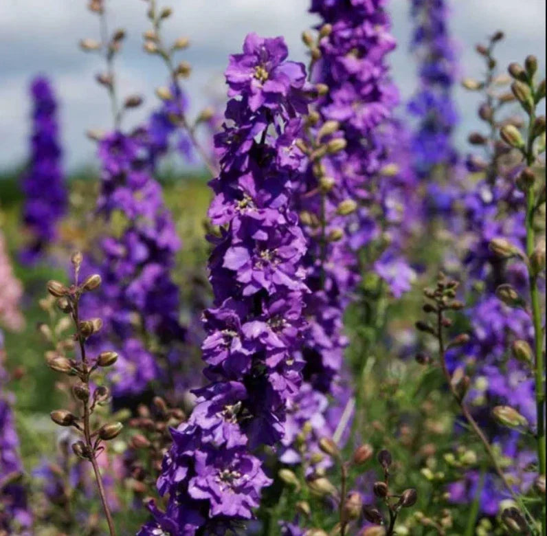 Rocket Larkspur Seeds - Lilac Delphinium Ajacis for Cut Flowers & Pollinators - Non-GMO, 500 Seeds