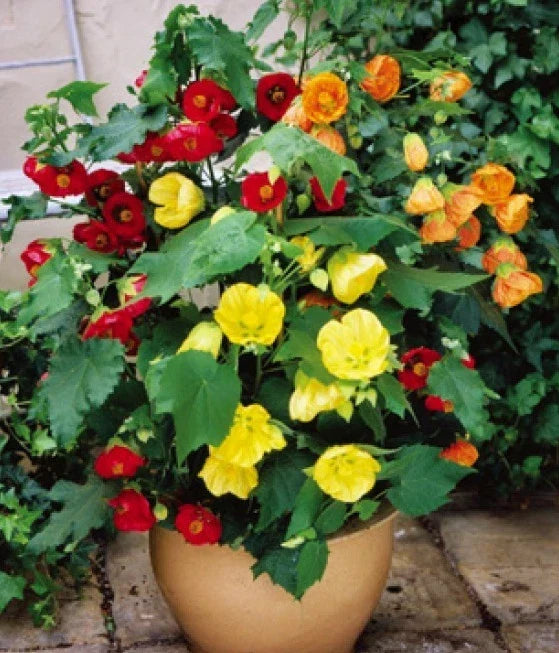 Abutilon Bellvue Mix Flowering Maple Seeds – 20 Fresh Seeds, Tropical Indoor Plant, Abutilon x hybridum
