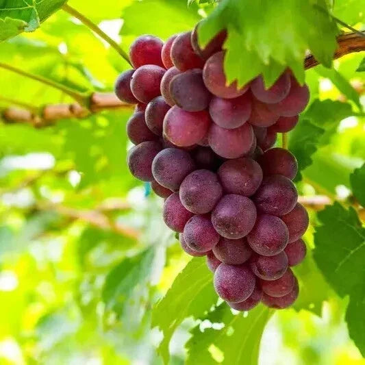 Sweet Red Grape Seeds - Vitis vinifera, 25 Large Seeds for Home Garden, Juicy, Sweet Table Grapes, 2024 Harvest, USA Seller