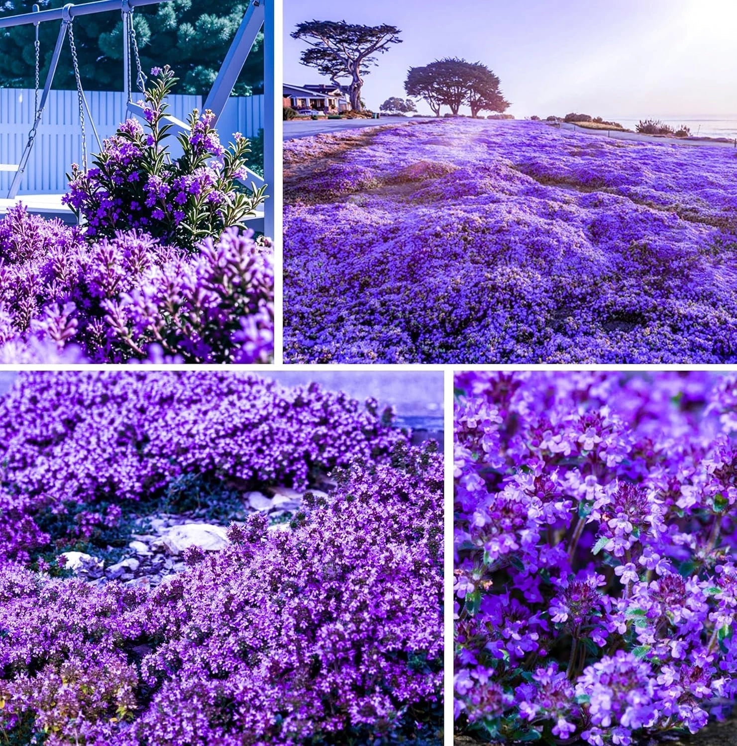 Creeping Thyme Seeds 20,000+ Non-GMO Purple Ground Cover Perennial Thymus serpyllum