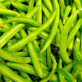 Contender Bush Bean Seeds - Non-GMO Heirloom Vegetable Seeds for Home Garden, Phaseolus vulgaris