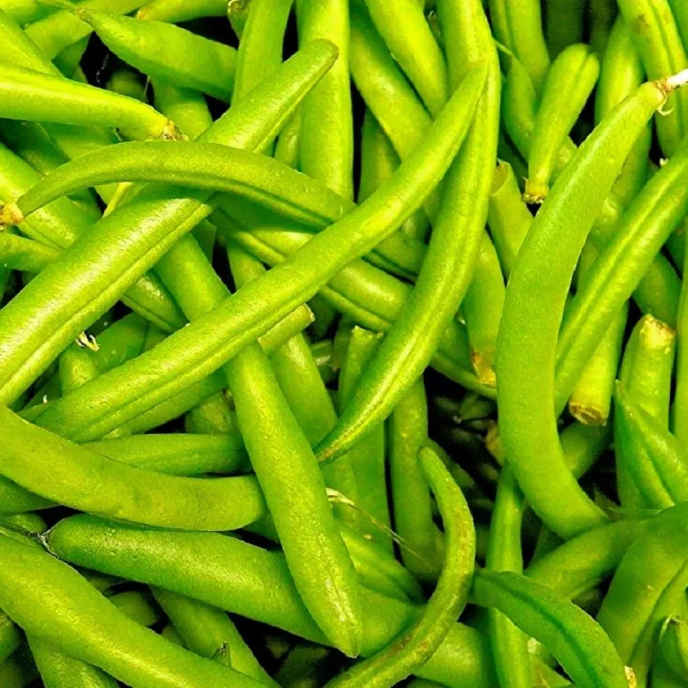 Contender Bush Bean Seeds - Non-GMO Heirloom Vegetable Seeds for Home Garden, Phaseolus vulgaris