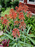Red/Orange Flowering Soap Plant - Zebra Maculata Aloe - Bare Rooted 10"-12" Succulent for Indoor & Outdoor Gardens