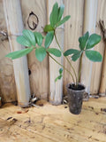 Zamia Furfuracea Cardboard Palm Indoor Plant 3" Pot Rare Exotic Cycadaceae Low Maintenance