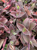 Tradescantia Cuttings - 5 Unrooted Pale Puma Fuzzy Wandering Jew (Tradescantia zebrina)