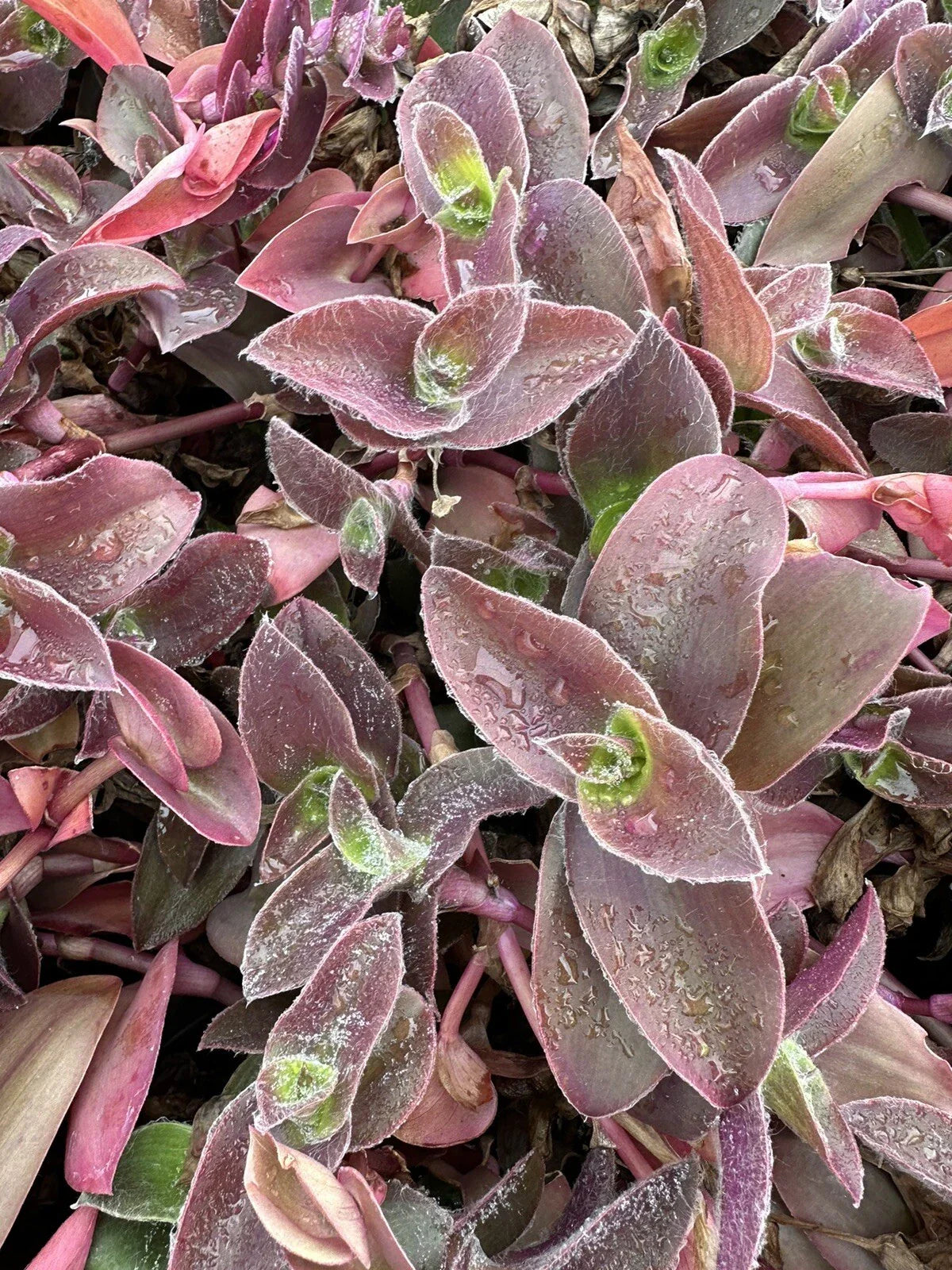 Tradescantia Cuttings - 5 Unrooted Pale Puma Fuzzy Wandering Jew (Tradescantia zebrina)
