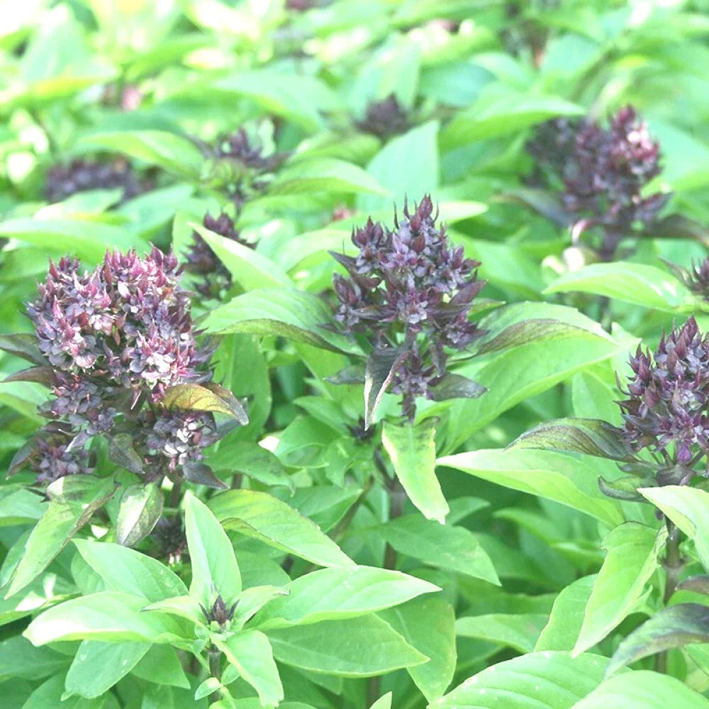 Siam Queen Basil Seeds - 100+ Seeds - High Yielding Annual Herb - Ocimum basilicum - Compact Growth for Culinary Gardens