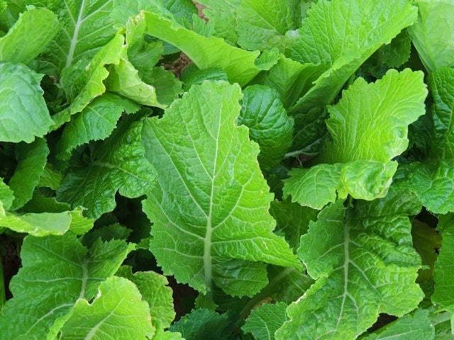 Fresh Florida Broadleaf Mustard Seeds - Brassica juncea for Home Gardening & Cooking, Non-GMO, Pack of 200 Seeds
