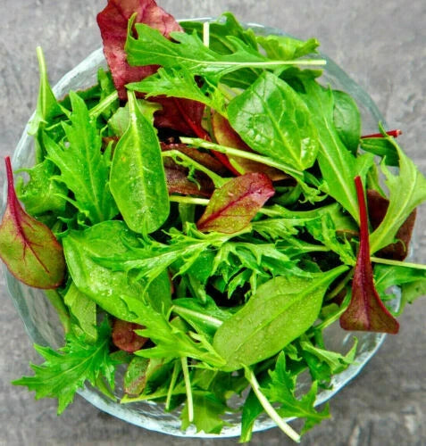 Gourmet Lettuce Seeds Blend | 1000+ Salad Bowl Mix | Organic Lactuca sativa Bulk Seeds for Home Gardening