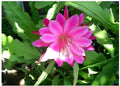 Pink Orchid Cactus Plant 1-Gallon Epiphyllum Oxypetalum "Queen of the Night" Night-Blooming Cactus