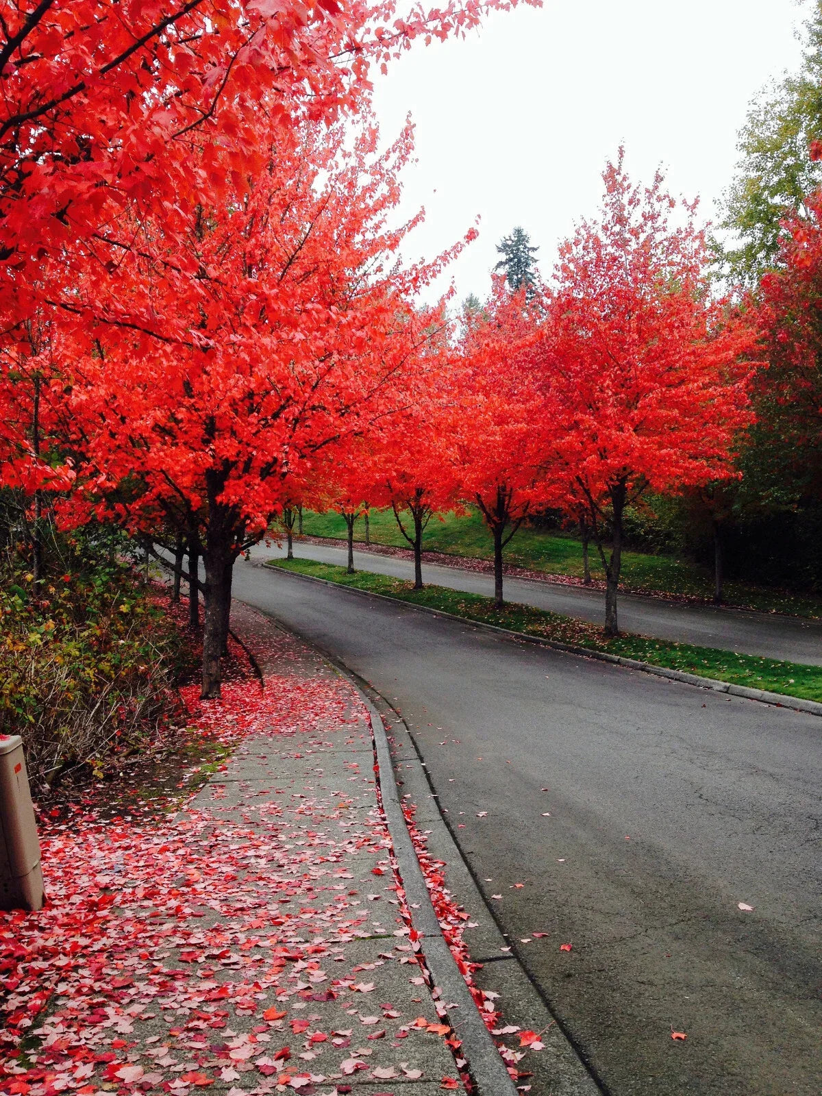 Red Maple Tree Seeds - 40+ Acer rubrum for Gardens & Landscaping, Fast Germination, Deciduous, USA Seller