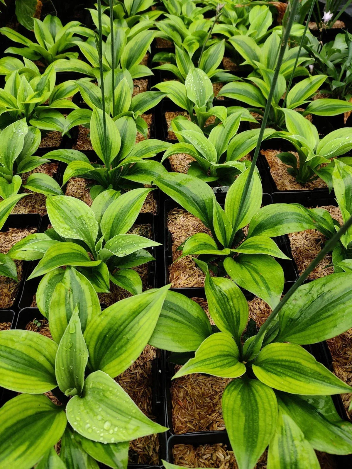 Hosta Luna Moth Perennial Shade Plant in 5.25" Pot, Heart-Shaped Silver-Blue Foliage, Hardy Garden Plant, Hosta 'Luna Moth'