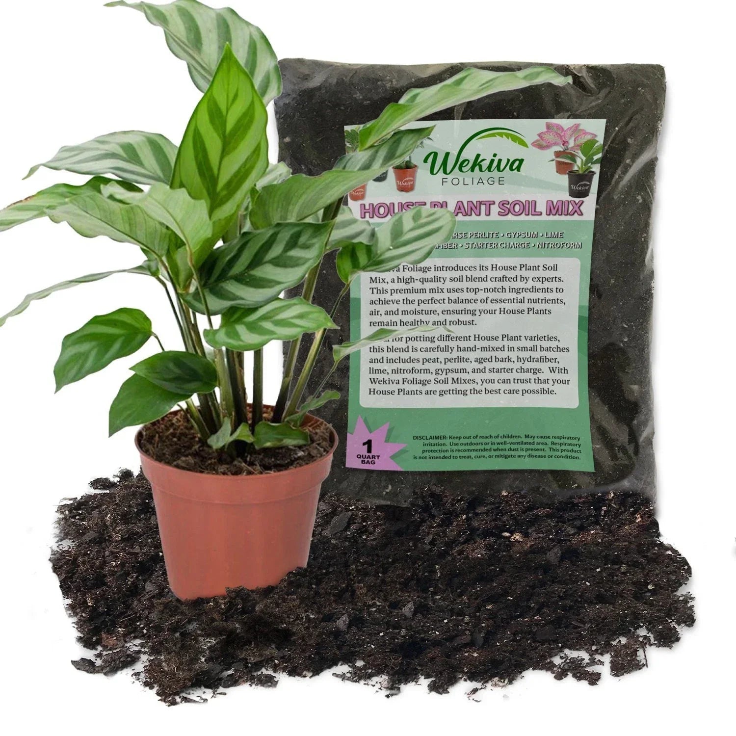 Calathea Freddie Live Plant Combo – 4-Inch Calathea lancifolia with Soil Mix for Indoor Decor