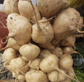 Mexican Yam Bean Seeds, Pachyrhizus erosus, 100 Seeds, Edible Tubers, Organic, Perennial Vine, Singkamas, Cu Dau, Man Kaew