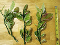 Devil's Backbone Cuttings 8-10" Variegated Japanese Poinsettia Euphorbia tithymaloides