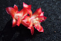 Christmas Cactus Starter Plant Carmesim Brazil - Schlumbergera Truncata Indoor Plant