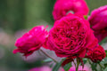 Super Rare Rouge Royal Red Rose Cuttings – Grafting or Rooting Rosa 'Rouge Royal' for Garden or Landscape