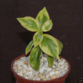 Variegated Pereskia aculeata Cactus in 4" Pot - Rare Tropical Succulent with Unique Foliage