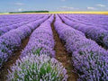 Premium Vera Lavender Seeds - Organic Heirloom Lavandula angustifolia for Gardens & Containers